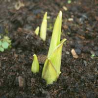 Valorema prop?e uma solu&ccedil;&atilde;o completa para reciclar e valorizar os seus REEE (descartes eletr?nicos), para a recupera&ccedil;&atilde;o e a valoriza&ccedil;&atilde;o dos metais preciosos, para o tratamento dos descartes eletr?nicos: recolher, transportar, descartar, fazer a amostra, reciclar a suas placas eletr?nicas e componentes, recuperar e valorizar os metais preciosos (Ouro, prata, Pal&aacute;dio, Platina, R&oacute;dio)