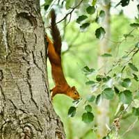 Valorema e o especialista da reciclagem das placas eletr?nicas e da reciclagem dos componentes, para a recupera&ccedil;&atilde;o e a valoriza&ccedil;&atilde;o dos metais preciosos (Ouro, prata, Pal&aacute;dio...), e o tratamento dos res&iacute;duos e descartes eletr?nicos: placas inform&aacute;ticas, PCB, placas m&atilde;e, placa WiFi, placa de rede, Smart Card, placa de celular, placas de telecomunica&ccedil;&atilde;o, placas militares, radiografias anal&oacute;gicas, catalisador de aut?movel, circuito integrado, circuito impresso, CI, componentes eletr?nicos, micro processador, microprocessador, semicondutor, BGA, chipset, chip, memoria, SD RAM, placa 3G, dongles, disco r&iacute;gido, placas computador fixo e de laptop, placa de celular, Ouro, prata, Pal&aacute;dio, platina, R&oacute;dio, t?ntalo, sil&iacute;cio, metais preciosos, Valorema